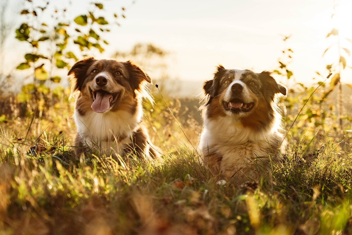 Beratung rund um den Hund