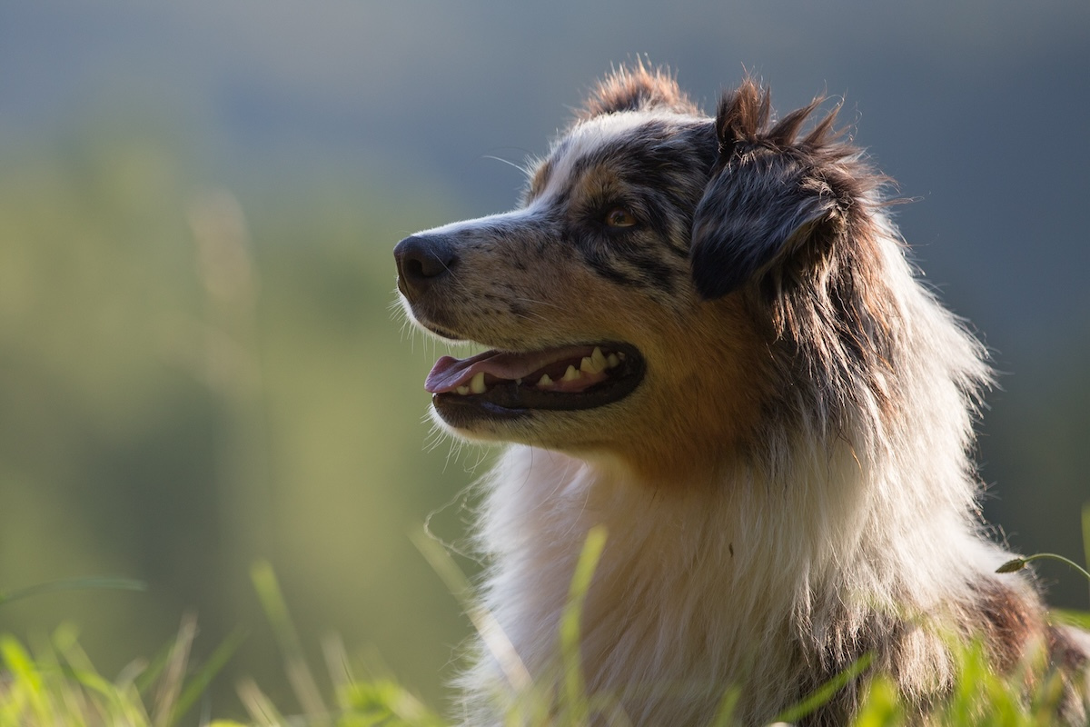 Einzeltraining für deinen Hund